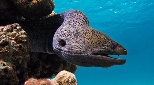 Xem lươn biển xé xác đồng loại không thương tiếc