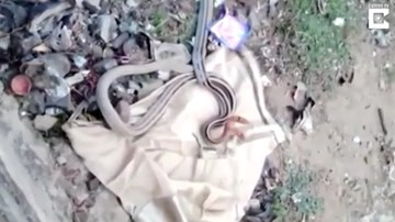 Ấn Độ: Dân làng lấy chăn chiếu 