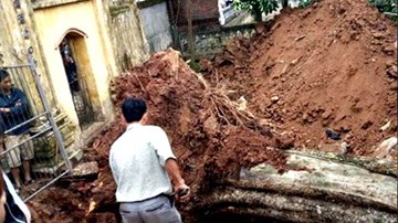 Bắc Ninh: 26 tỷ bán sưa 200 tuổi, chia tiền thế nào?