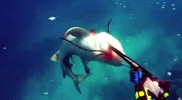 Cận cảnh cá mập bò tấn công người đi câu