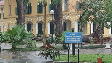Cây xà cừ đổ giữa sân trường THPT Chu Văn An khiến 4 học sinh bị thương