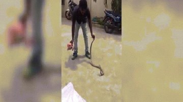 Hổ mang chúa hùng hổ tấn công, người đàn ông tay không bắt gọn