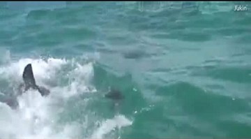 Cá mập trắng khổng lồ hung dữ đớp ngang người hải cẩu