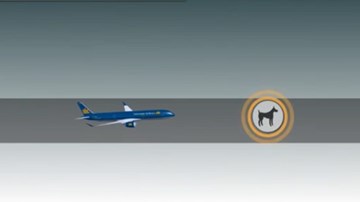 Máy bay phải bay vòng vì… chó chạy vào đường băng