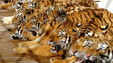 Chuyện lạ có thật: Thịt hổ được rao bán công khai ngay giữa Thủ đô