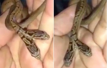 Rắn 2 đầu kỳ dị đòi cắn nhau vì di chuyển không ăn ý