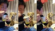Chú chó phản ứng cực đáng yêu khi nhìn chủ ăn kem