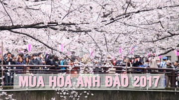 Mùa hoa anh đào 2017: Nhật 'thất thủ', Mỹ mất mùa, Trung Quốc 'bị ghẻ lạnh'