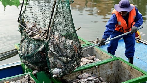 Cá chết trắng kênh Nhiêu Lộc, công nhân môi trường vớt không xuể
