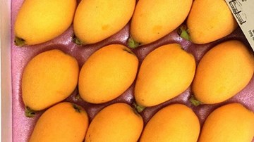 Sự thật vể quả nhót Nhật nhà giàu Việt tranh nhau mua giá 4 triệu đồng/1kg