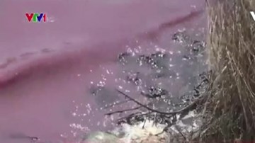 Hồ nước chuyển màu tím ngắt, cá chết hàng loạt