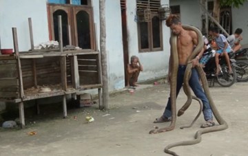 Khuất phục cặp rắn hổ mang chúa khổng lồ giữa phố