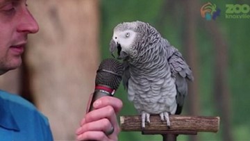 Con vẹt 30 tuổi nhại được 200 âm thanh khác nhau