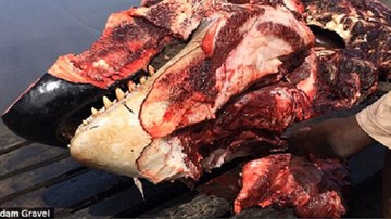 Rùng mình trước cảnh cá voi bị xẻ thịt công khai và bày bán