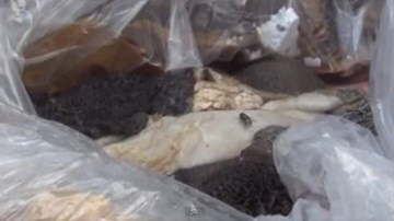 Bắt giữ hơn 2,5 tấn nội tạng động vật thối ngụy trang cực tinh vi