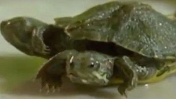 Kì dị rùa có 2 đầu 6 chân bò lồm cồm