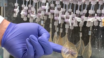 Các nhà khoa học biến lá cải bó xôi thành mô tim như thế nào?