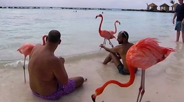 Bãi biển đầy hồng hạc xin ăn du khách