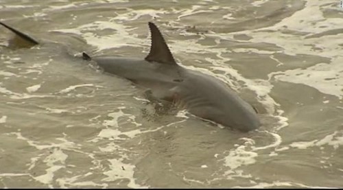 Cá mập trắng lớn vùng vẫy gây náo loạn bờ biển Mỹ