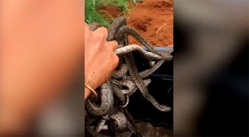 Người đàn ông tay không bắt ổ rắn 