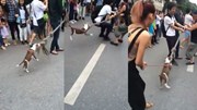 Chú chó hăng hái 'chơi' kéo co trên phố đi bộ khiến nhiều người bật cười