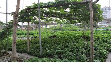 Vườn rau xanh độc đáo trong... hốc bê tông ngay giữa Hà Nội