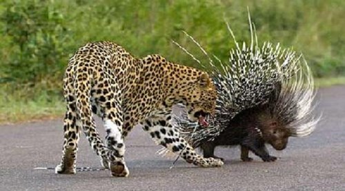 Trêu tức nhím, báo đốm bị gai cắm chi chít khắp mình