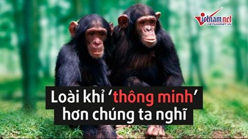 Loài khỉ thông minh hơn những gì chúng ta nghĩ