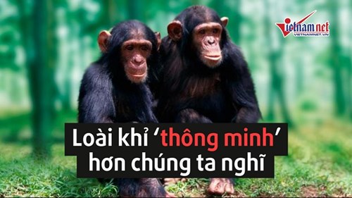 Loài khỉ thông minh hơn những gì chúng ta nghĩ