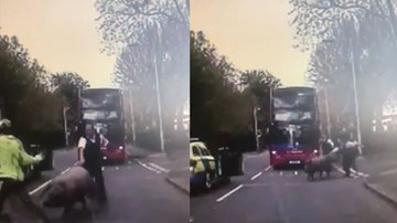 Cảnh sát rượt đuổi lợn ở London