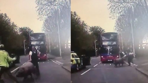 Cảnh sát rượt đuổi lợn ở London