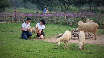 Cận cảnh cánh đồng hoa oải hương đầu tiên ở Hà Nội