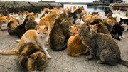 Kỳ lạ hòn đảo có số mèo nhiều gấp 6 lần số dân