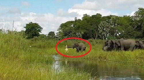 Cá sấu tấn công voi, bị cả đàn lao vào “đánh hội đồng”