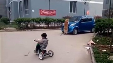 Chú chó lao vào ôtô đang chạy để bảo vệ chủ nhân