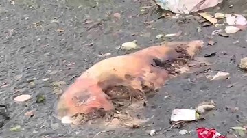 Lợn chết bốc mùi hôi thối: Dân than trời, chính quyền xã làm ngơ