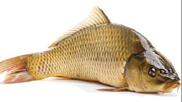 Bí kíp giữ cá tươi lâu trong điều kiện không có tủ lạnh