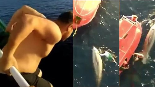 Thủy thủ dũng cảm lao từ độ cao 12m xuống cứu cá voi mắc lưới