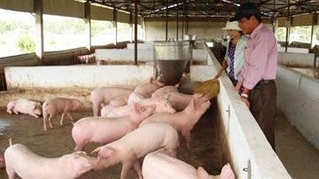 Giá lợn hơi rẻ hơn... rau, ai được hưởng lợi?