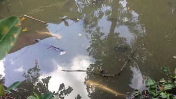 Huyền bí cặp cá tra bạch tạng 13 năm tuổi sống trong ngôi chùa cổ