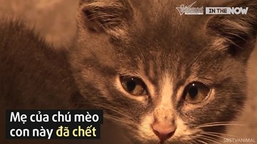 Mèo con 'hiếu thảo' chỉ ăn sỏi đá dành thịt cá cho mèo mẹ đã chết