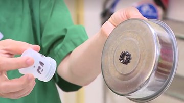 Nuốt nam châm ở đồ chơi gây nguy hiểm tính mạng trẻ nhỏ