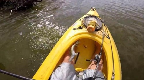 Cá được thả nhảy lại về thuyền với người câu