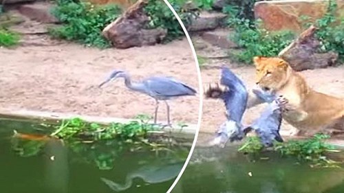 Cò xuống hồ bắt cá, không ngờ gặp 