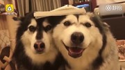 Gặm nát sách, 2 chú chó bị chủ phạt cực dễ thương