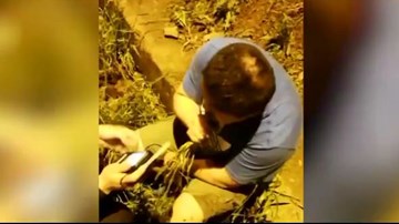Bị kiểm tra nồng độ cồn, tài xế nhổ cỏ nhai ngấu nghiến