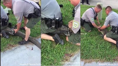 Cảnh sát Mỹ dùng còng tay, “trói giật cánh khuỷu” cá sấu