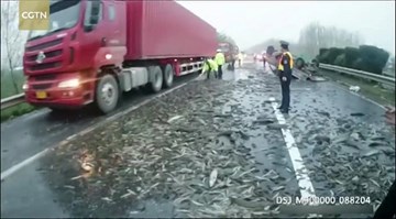 Xe tải lật ngửa, hơn 1,5 tấn cá vẫy vùng 'bơi cạn' trên cao tốc