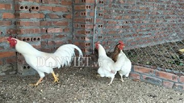 Tận mắt thấy đàn gà chín cựa bạch tạng ở Hải Dương
