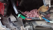 Kinh hoàng chuột làm tổ, sinh sản trong xe máy